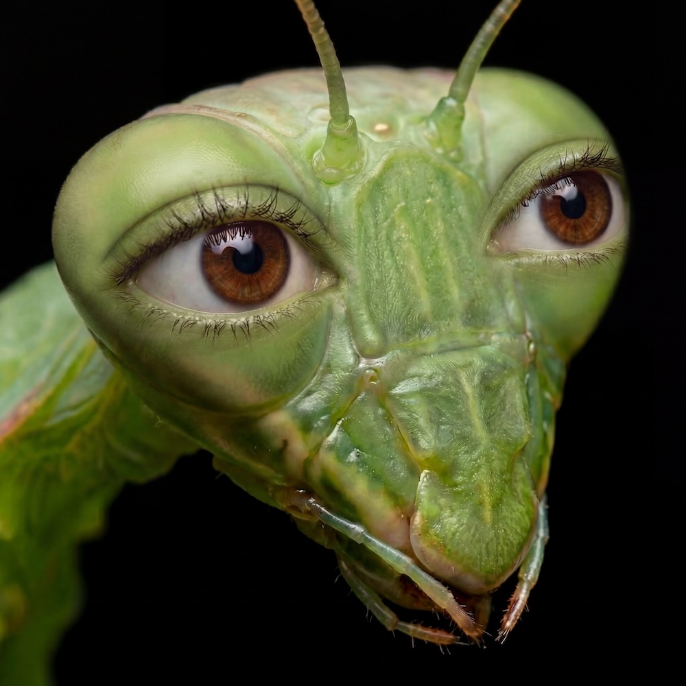 Mantis Audiogram